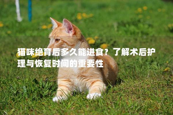 猫咪绝育后多久能进食？了解术后护理与恢复时间的重要性