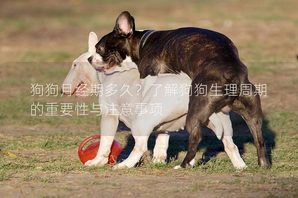 狗狗月经期多久？了解狗狗生理周期的重要性与注意事项