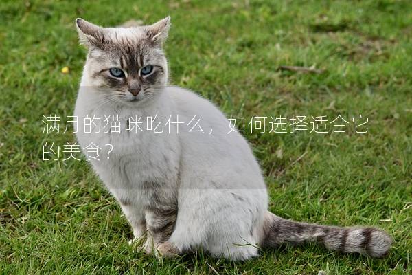 满月的猫咪吃什么，如何选择适合它的美食？