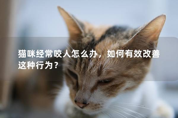 猫咪经常咬人怎么办，如何有效改善这种行为？