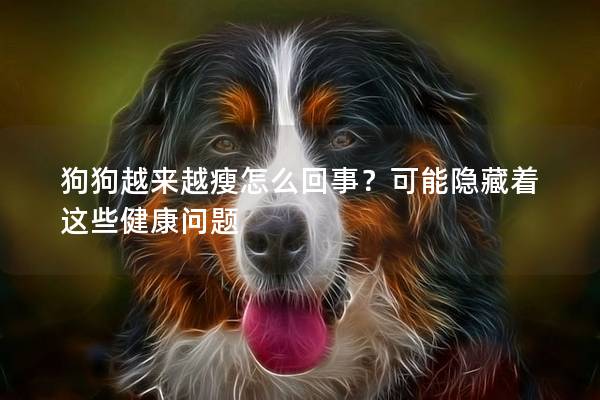 狗狗越来越瘦怎么回事？可能隐藏着这些健康问题