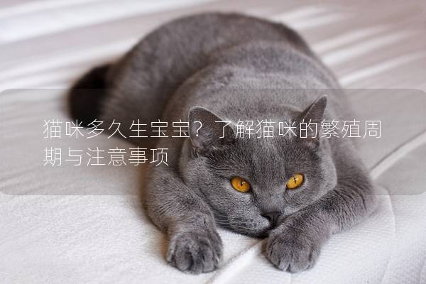 猫咪多久生宝宝？了解猫咪的繁殖周期与注意事项