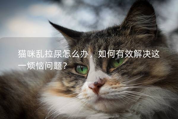 猫咪乱拉尿怎么办，如何有效解决这一烦恼问题？