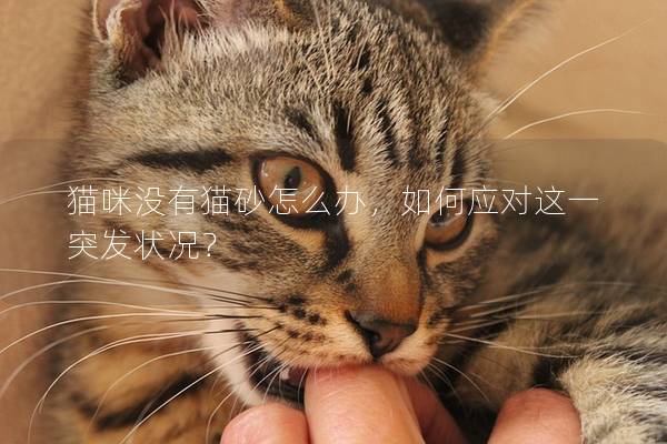 猫咪没有猫砂怎么办，如何应对这一突发状况？