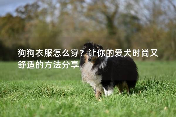 狗狗衣服怎么穿？让你的爱犬时尚又舒适的方法分享