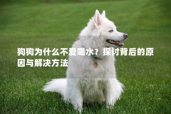 狗狗为什么不爱喝水？探讨背后的原因与解决方法