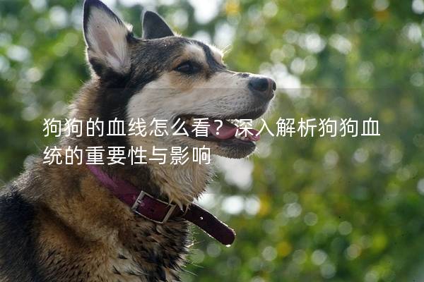 狗狗的血线怎么看？深入解析狗狗血统的重要性与影响