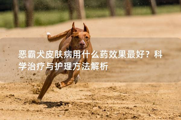 恶霸犬皮肤病用什么药效果最好？科学治疗与护理方法解析