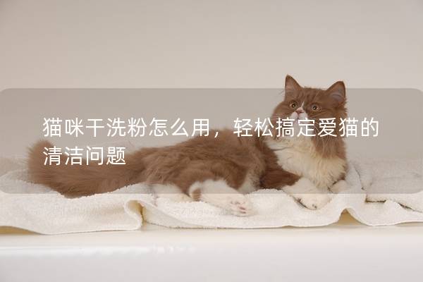 猫咪干洗粉怎么用，轻松搞定爱猫的清洁问题