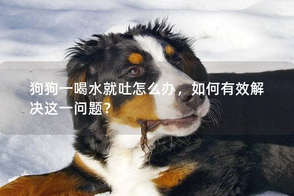 狗狗一喝水就吐怎么办，如何有效解决这一问题？