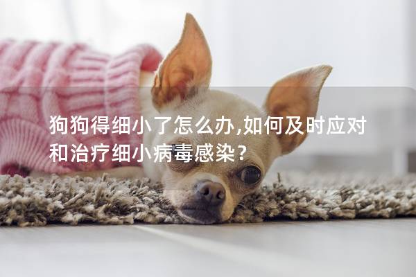 狗狗得细小了怎么办,如何及时应对和治疗细小病毒感染？