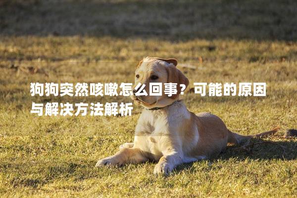 狗狗突然咳嗽怎么回事？可能的原因与解决方法解析