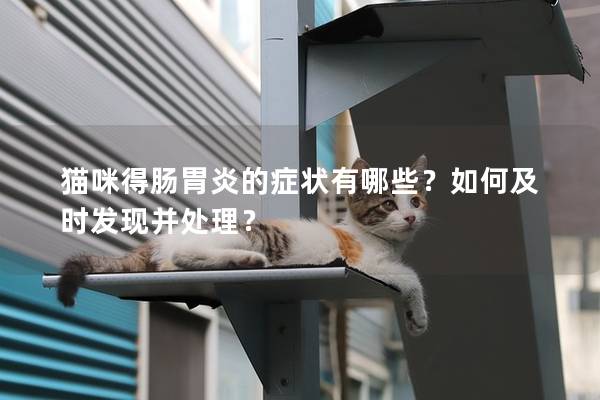 猫咪得肠胃炎的症状有哪些？如何及时发现并处理？