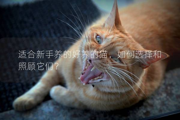 适合新手养的好养的猫，如何选择和照顾它们？