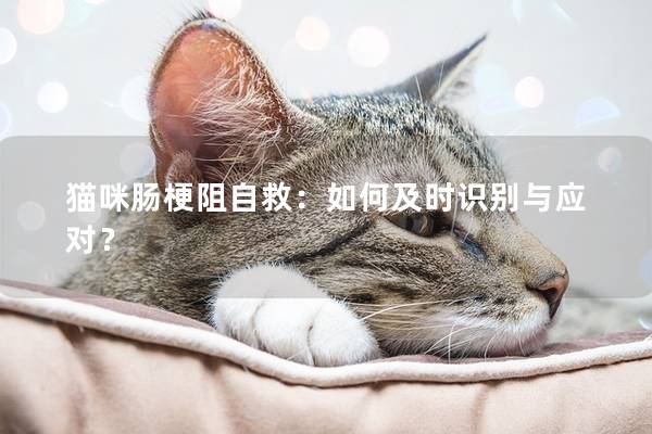 猫咪肠梗阻自救：如何及时识别与应对？