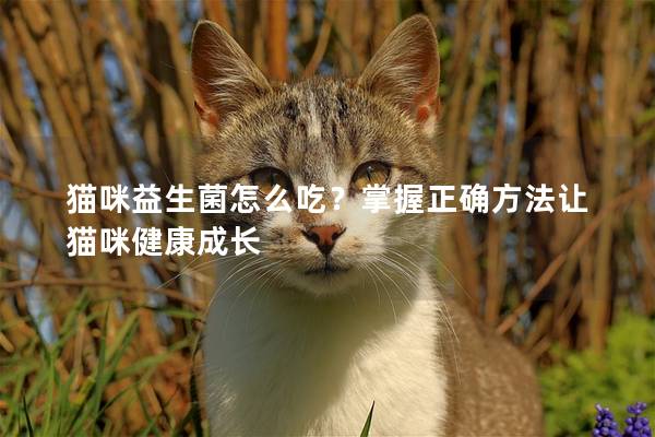 猫咪益生菌怎么吃？掌握正确方法让猫咪健康成长