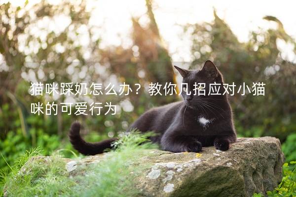 猫咪踩奶怎么办？教你几招应对小猫咪的可爱行为