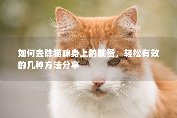 如何去除猫咪身上的跳蚤，轻松有效的几种方法分享