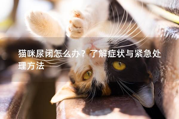 猫咪尿闭怎么办？了解症状与紧急处理方法