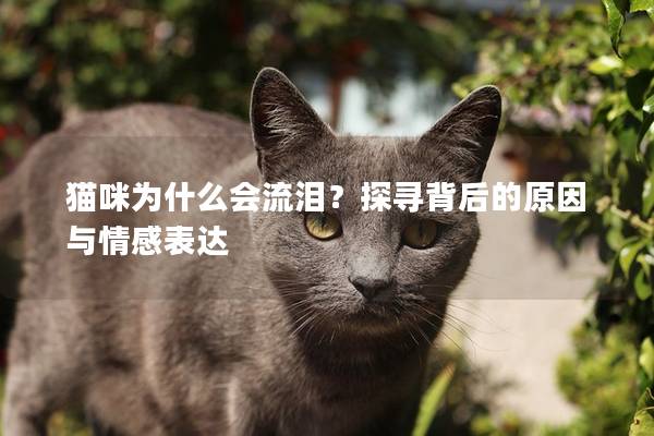 猫咪为什么会流泪？探寻背后的原因与情感表达