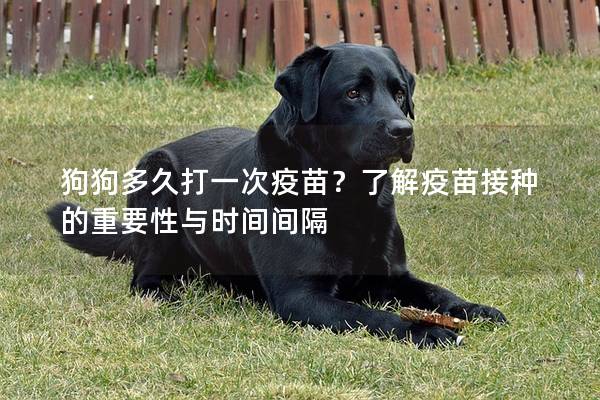 狗狗多久打一次疫苗？了解疫苗接种的重要性与时间间隔