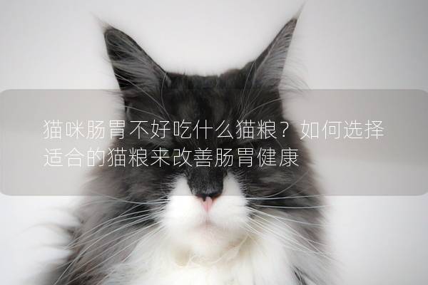 猫咪肠胃不好吃什么猫粮？如何选择适合的猫粮来改善肠胃健康