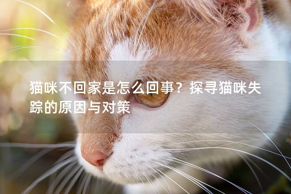 猫咪不回家是怎么回事？探寻猫咪失踪的原因与对策