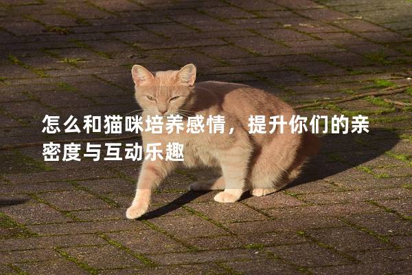 怎么和猫咪培养感情，提升你们的亲密度与互动乐趣