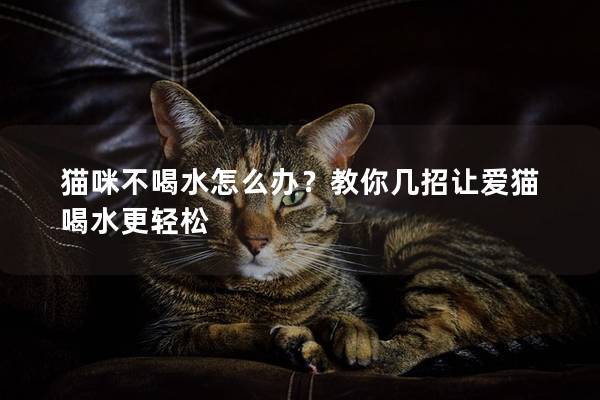 猫咪不喝水怎么办？教你几招让爱猫喝水更轻松