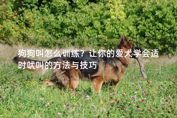 狗狗叫怎么训练？让你的爱犬学会适时吠叫的方法与技巧