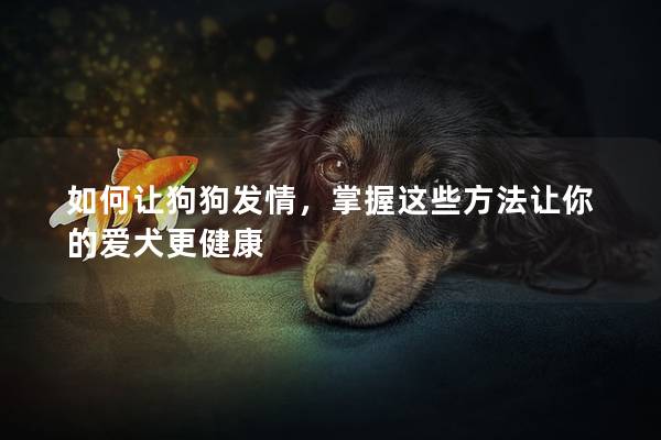 如何让狗狗发情，掌握这些方法让你的爱犬更健康