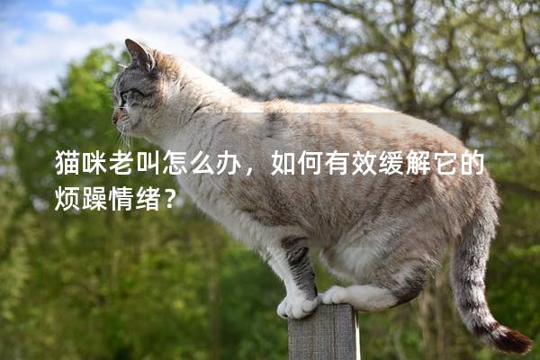 猫咪老叫怎么办，如何有效缓解它的烦躁情绪？