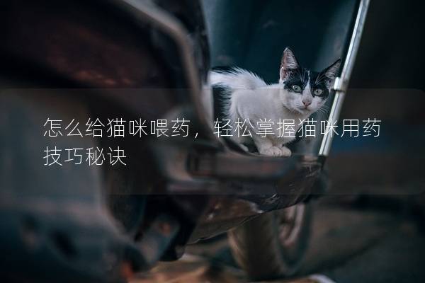 怎么给猫咪喂药，轻松掌握猫咪用药技巧秘诀