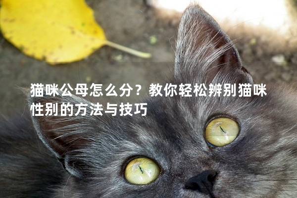 猫咪公母怎么分？教你轻松辨别猫咪性别的方法与技巧