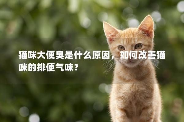 猫咪大便臭是什么原因，如何改善猫咪的排便气味？