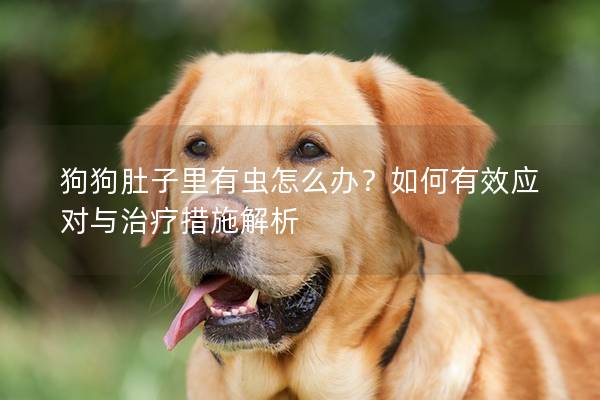 狗狗肚子里有虫怎么办？如何有效应对与治疗措施解析