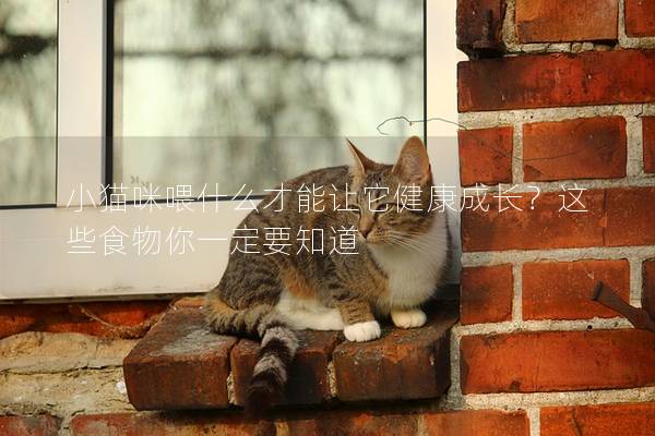 小猫咪喂什么才能让它健康成长？这些食物你一定要知道