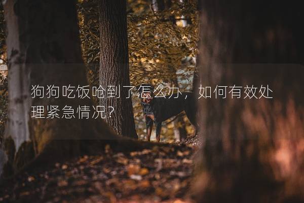 狗狗吃饭呛到了怎么办，如何有效处理紧急情况？