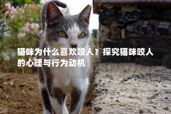 猫咪为什么喜欢咬人？探究猫咪咬人的心理与行为动机