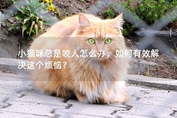 小猫咪总是咬人怎么办，如何有效解决这个烦恼？