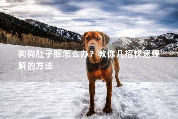 狗狗肚子胀怎么办？教你几招快速缓解的方法