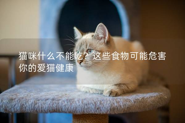 猫咪什么不能吃？这些食物可能危害你的爱猫健康