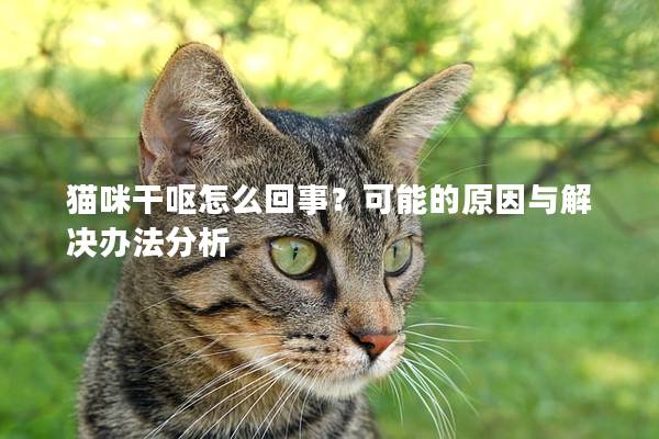 猫咪干呕怎么回事？可能的原因与解决办法分析