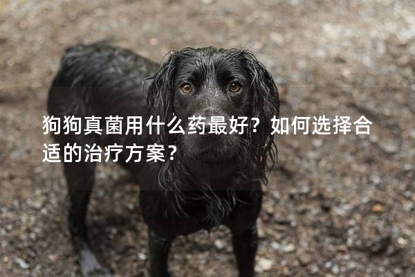 狗狗真菌用什么药最好？如何选择合适的治疗方案？