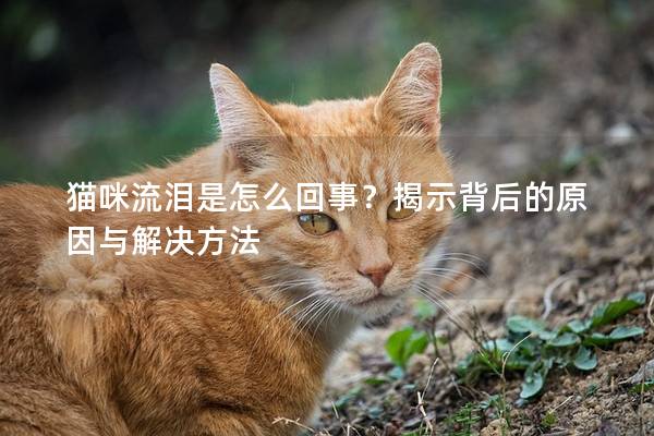 猫咪流泪是怎么回事？揭示背后的原因与解决方法