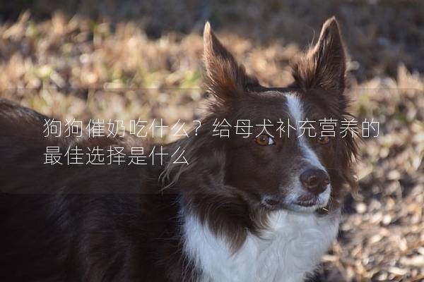 狗狗催奶吃什么？给母犬补充营养的最佳选择是什么