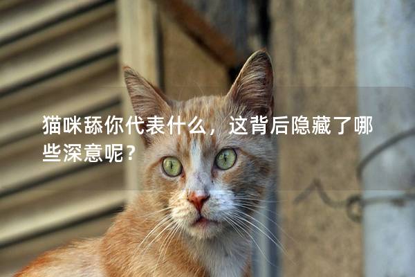 猫咪舔你代表什么，这背后隐藏了哪些深意呢？