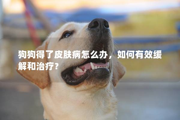 狗狗得了皮肤病怎么办，如何有效缓解和治疗？