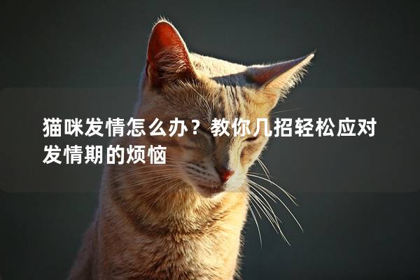 猫咪发情怎么办？教你几招轻松应对发情期的烦恼