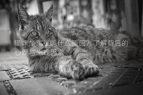 猫咪坐车张嘴什么原因？了解背后的心理与生理因素